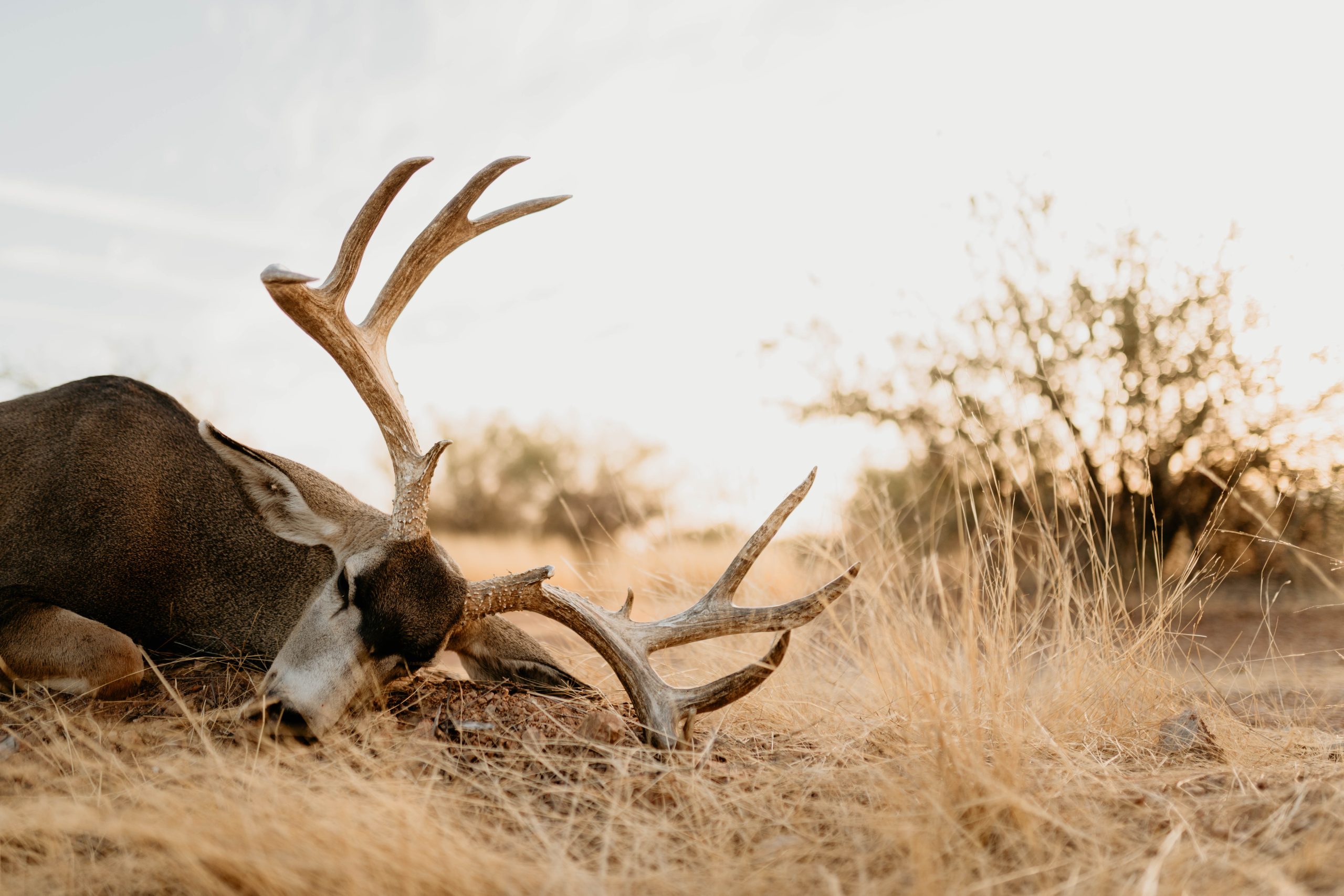 Trophy mule deer buck with impressive antlers in golden hour light documented by Wildsmith hunting videography