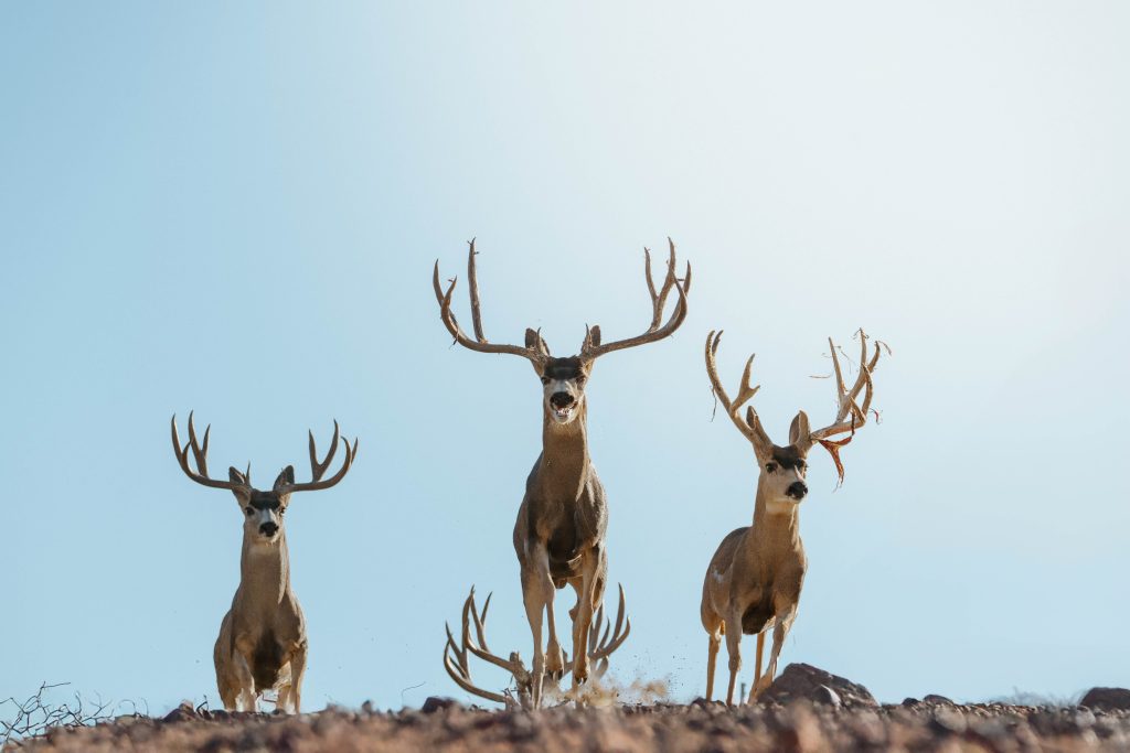 Group of trophy mule deer bucks with impressive antlers in Mexican desert hunting area documented by Wildsmith videography