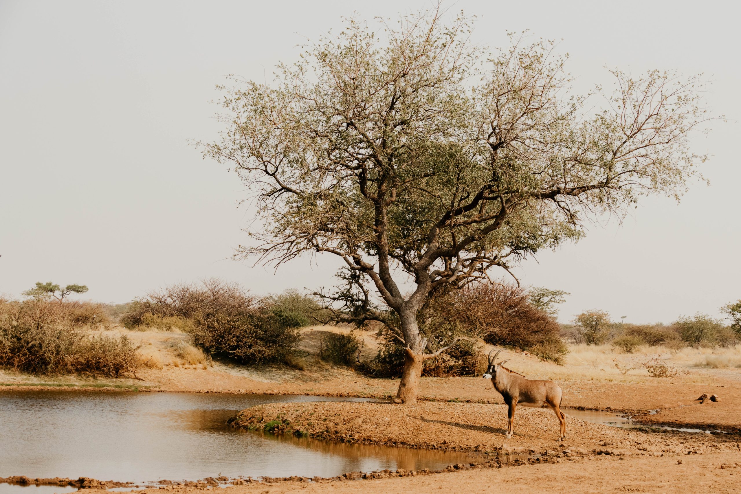 Roan antelope drinking at waterhole beneath large acacia tree in South African hunting area documented by Wildsmith