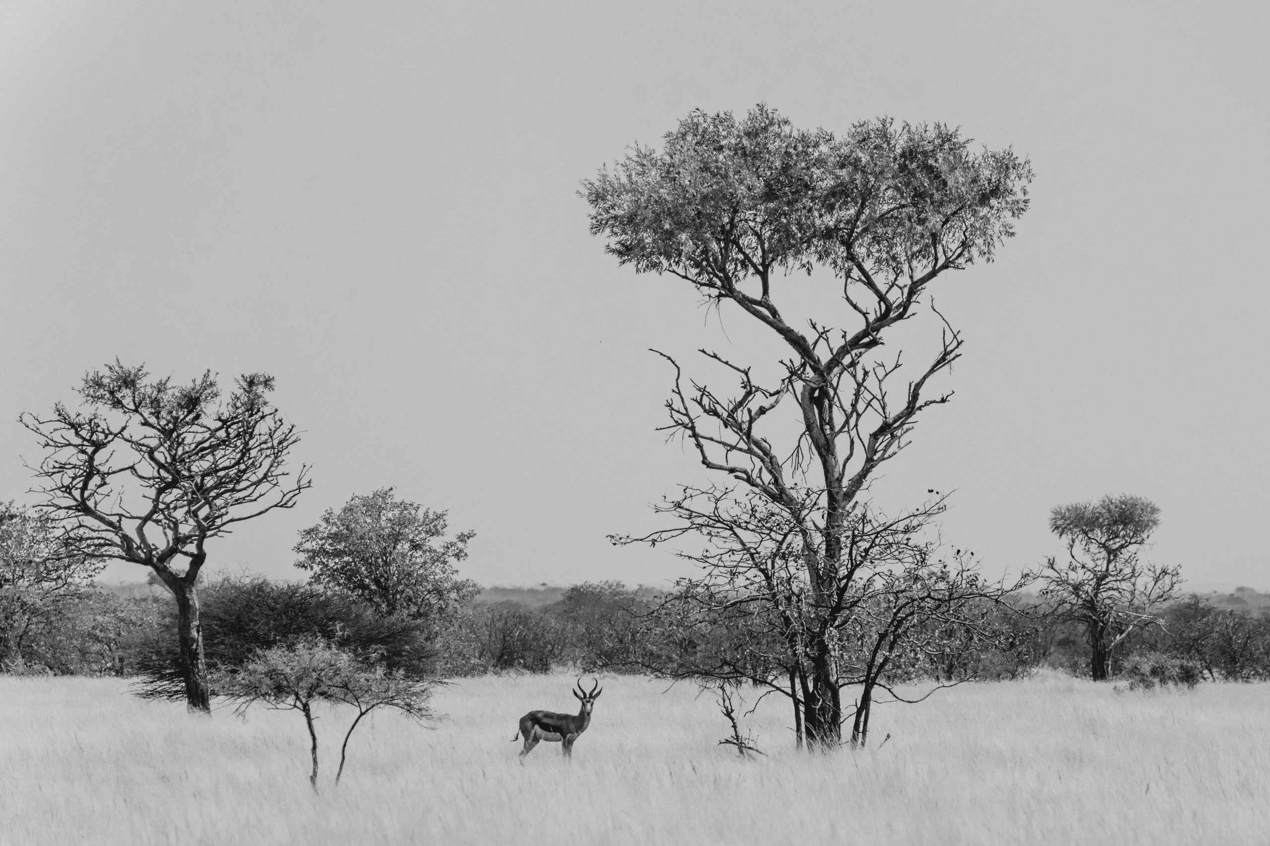 Springbuck in natural habitat among acacia trees in South African savanna captured by Wildsmith safari videography