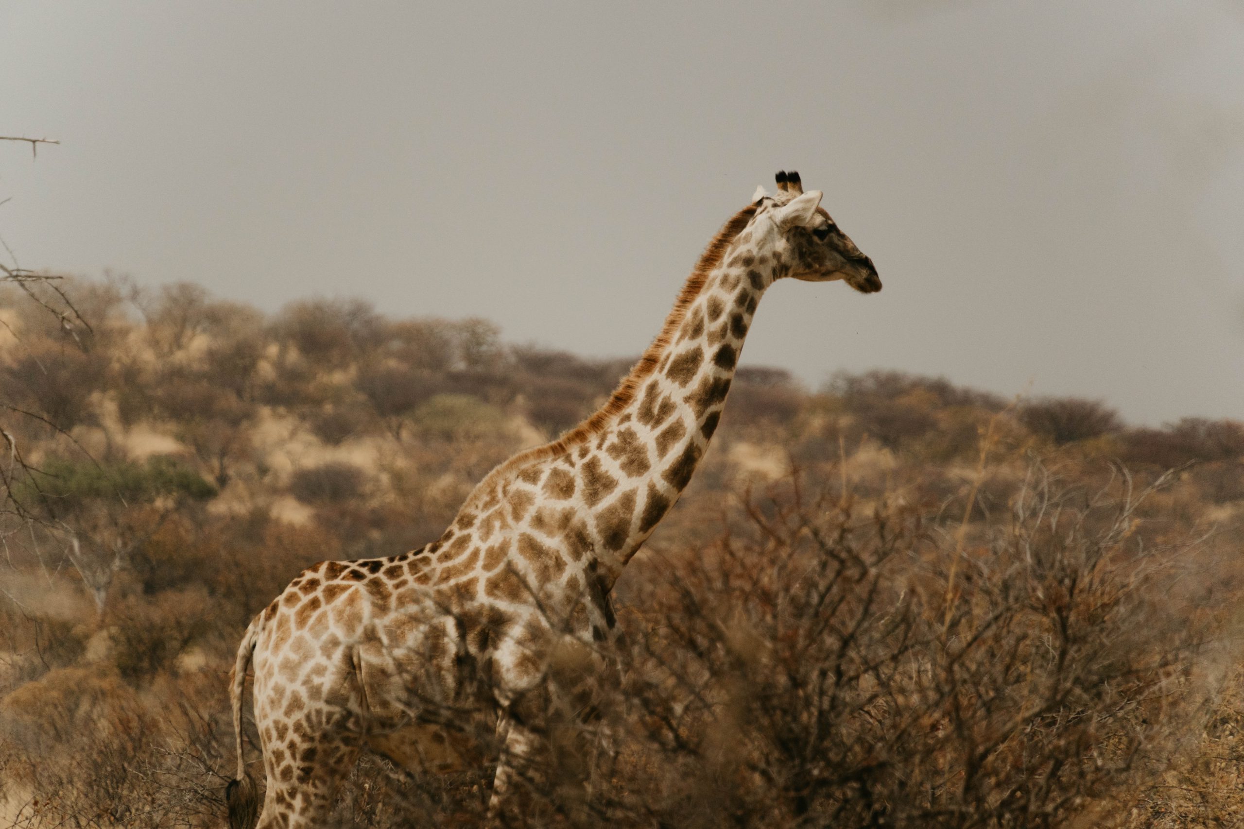 Wild giraffe in natural South African bushveld habitat captured during safari videography expedition by Wildsmith